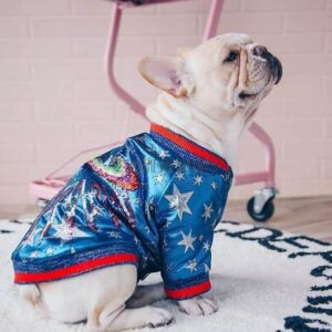 dog clothes gucci