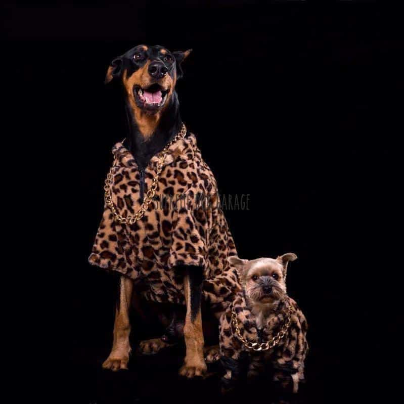 leopard print dog coat