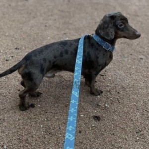 lv dog leash
