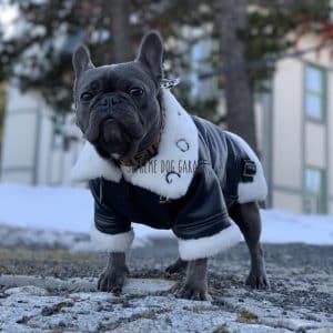 french bulldog leather jacket