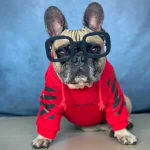 hypebeast dog clothes