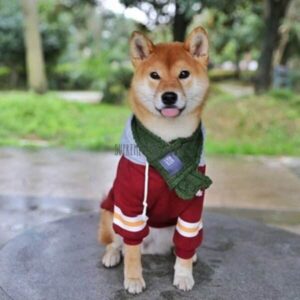 cool dog hoodie