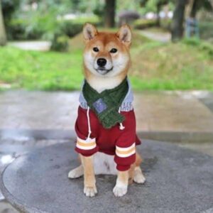 american apparel dog hoodie