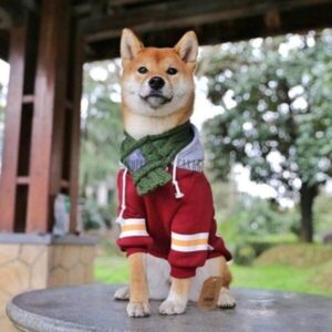 best dog hoodie