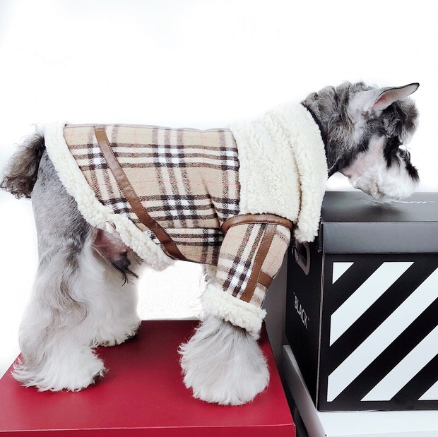 burberry coat dog