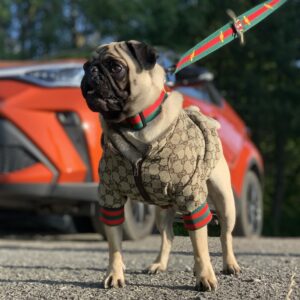 dog gucci jacket