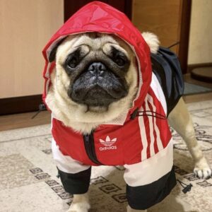 adidas jacket for dogs