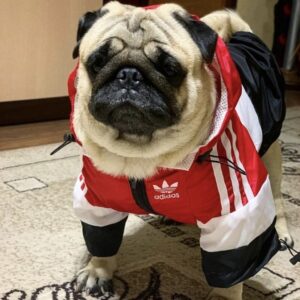 adidas dog jacket