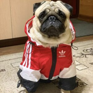 adidas jacket for dogs