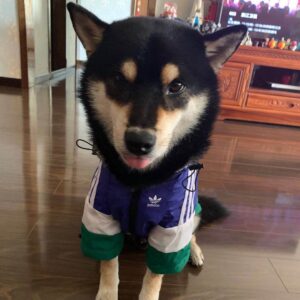 adidas dog jacket