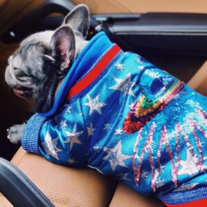gucci dog