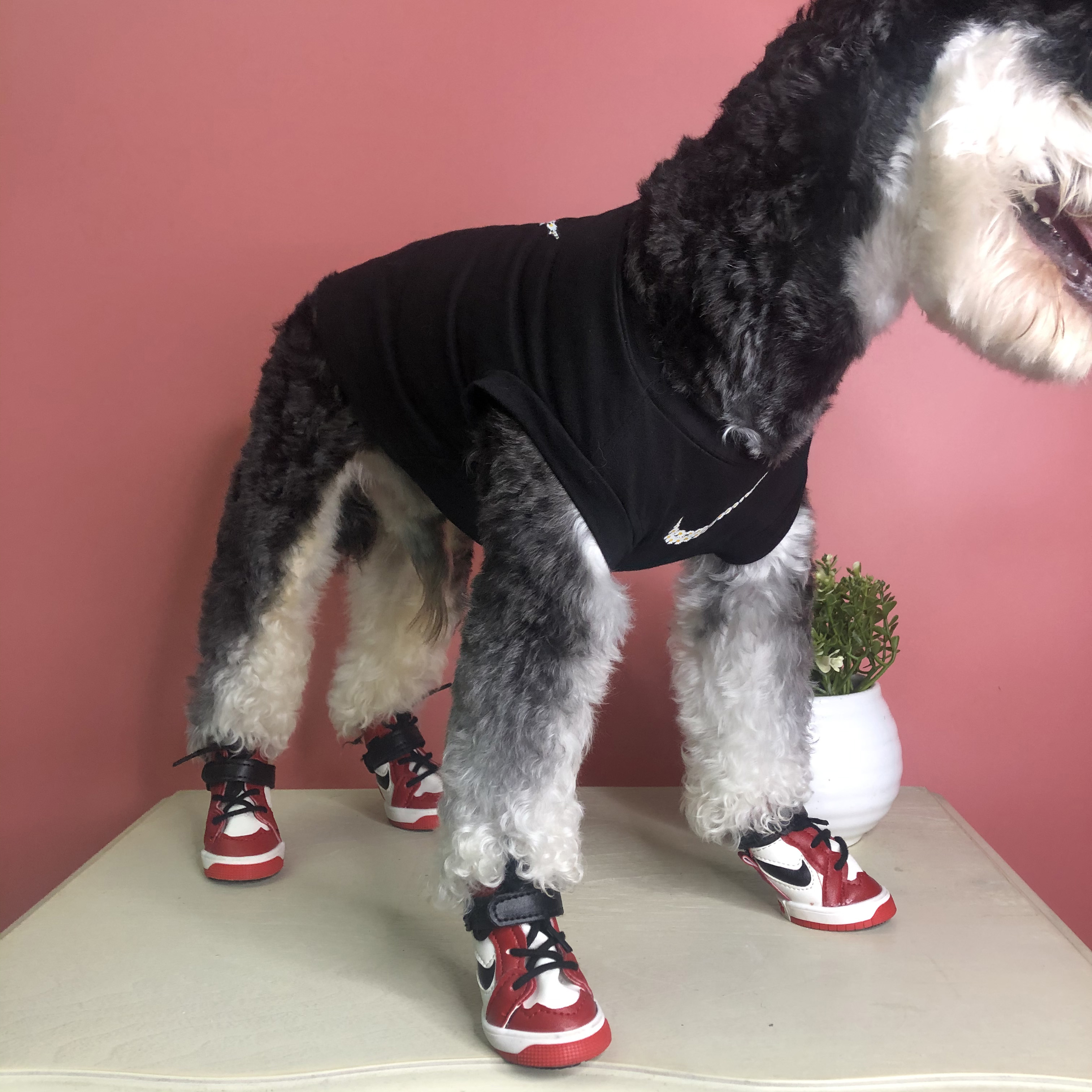nike dog