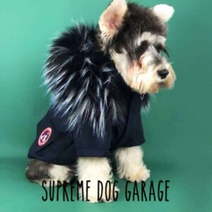 designer dog clothes