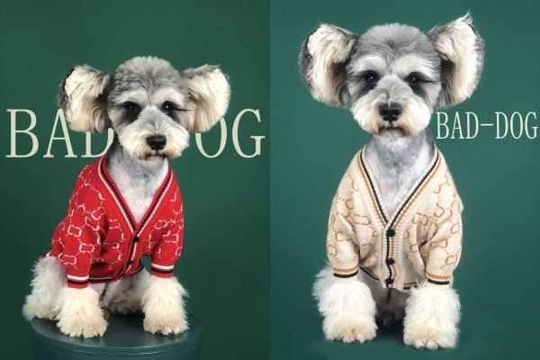 cardigans for dogs