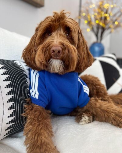 adidog dog tracksuit