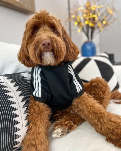 adidog dog tracksuit