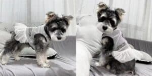 chanel dog dress