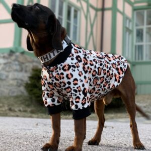 dog bomber jacket