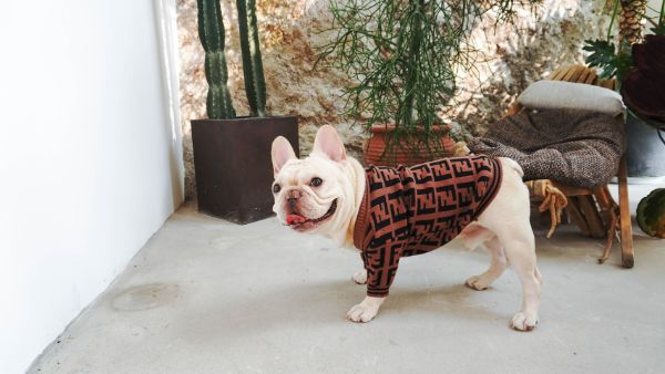 fashion dog sweater fendi