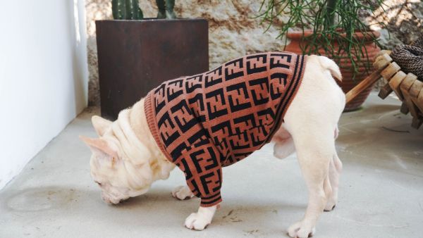 fendi cardigan sweater for dogs