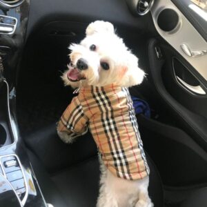 burberry clothes for dogs