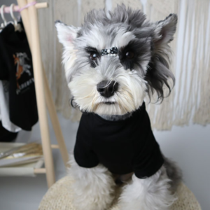 black dog clothes