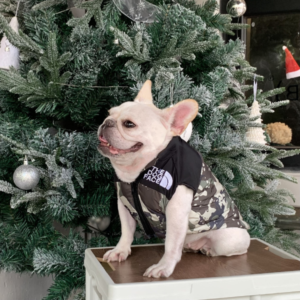 winter dog jacket north face