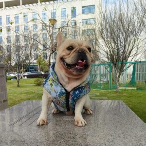 lv designer dog clothes