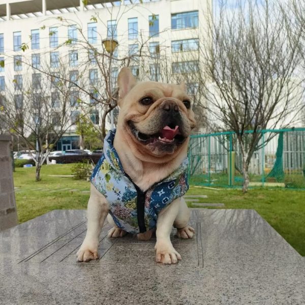 lv designer dog clothes