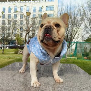 louis vuitton designer dog clothes