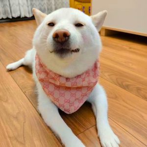 gucci bandana for dogs