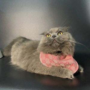 gucci cat bandana