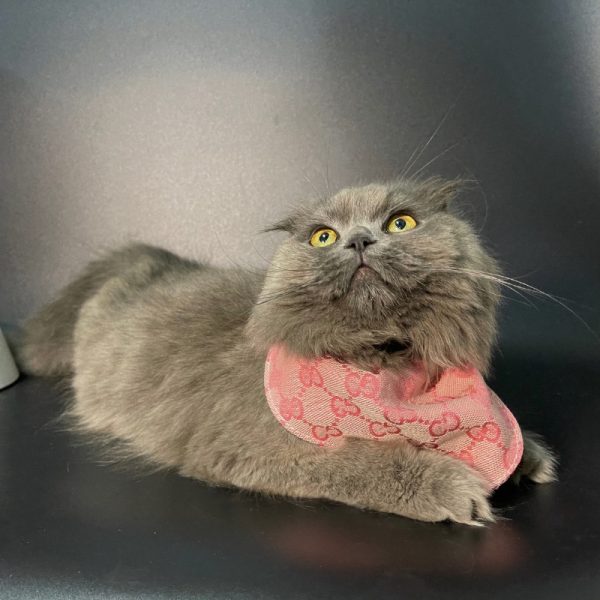 gucci cat bandana