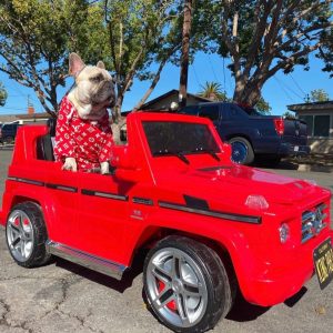 How to Keep a Dog Warm in Winter