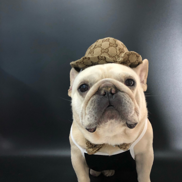 Pawcci GG Monogram Designer Dog Hat & Bow Tie - Image 5