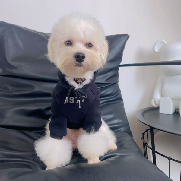 Fear of Dog Pawssentials 1977 Style Designer Dog Hoodie - Image 14