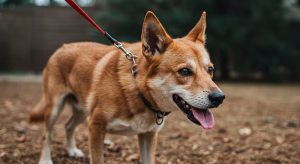 How to Leash Train an Older Dog