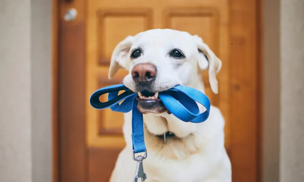 How to Train Your Dog to Walk on a Leash?
