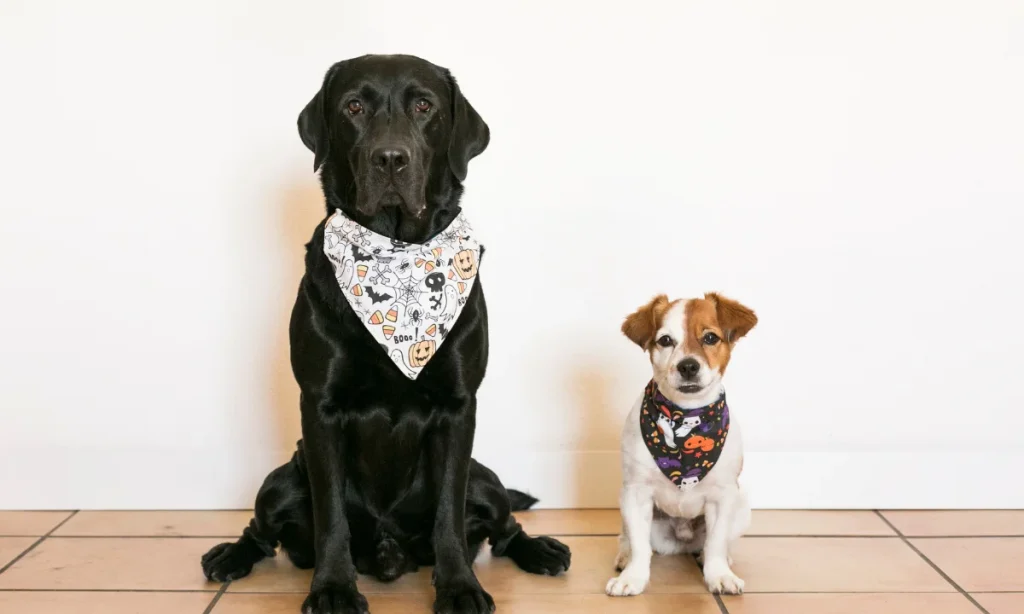 Do Cooling Bandanas Work for Dogs
