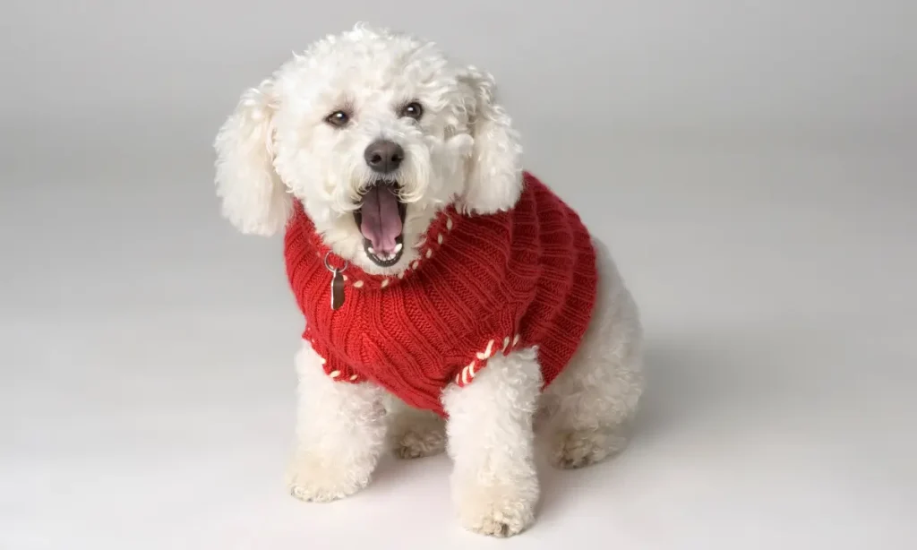 Do Dogs Like Wearing Sweaters