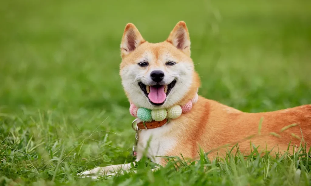 How Many Collars Should a Dog Have
