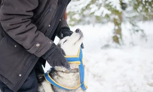 How Rain and Snow Affect Dog Skin and Fur