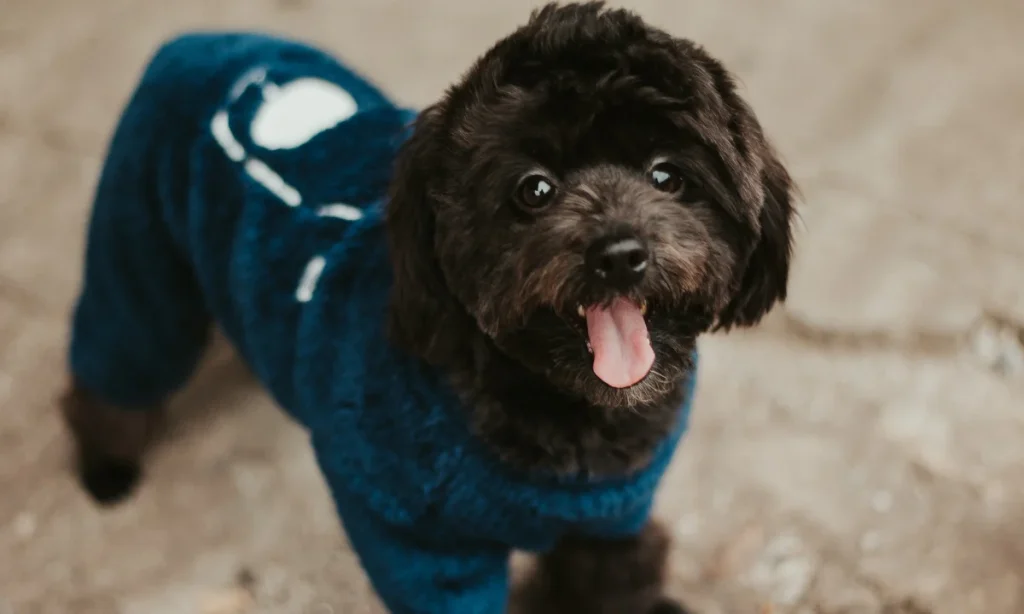 Why Some Dogs Hate Wearing Clothes