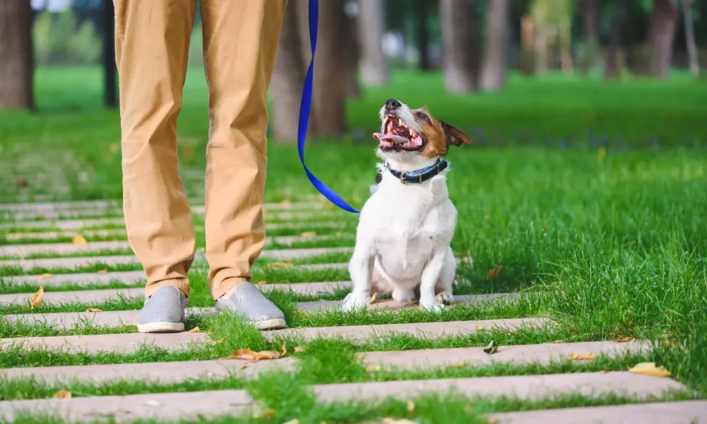 what dog collar is best for training