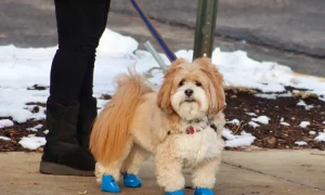 Do Dogs Need to Wear Boots in the Snow