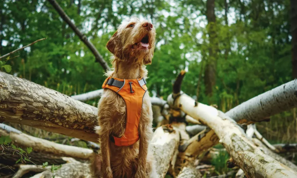 why does a harness calm my dog