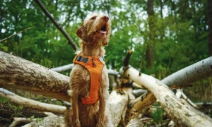 why does a harness calm my dog