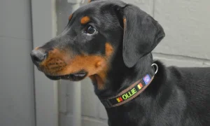 what is the best collar for a labrador