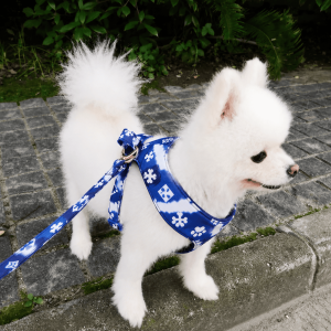 dog on leash wearing harness 2