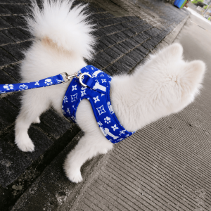 dog on leash wearing harness